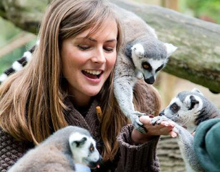 A girl holding racoons at Colchester Zoo